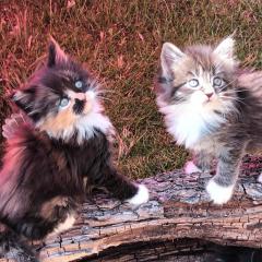 Maine Coon Kitten suchen ab sofort ein neues Zuhause
