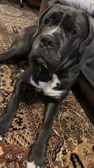 Cane Corso