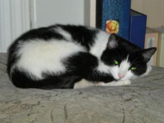 Katze abzugeben