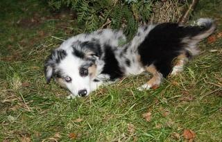 Miniature Australian Shepherd Welpen