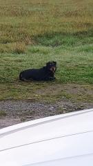 Deutscher Jagdterrier