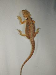 Bartagame 4 Monate alt wunderschön zu liebevolles zu Hause