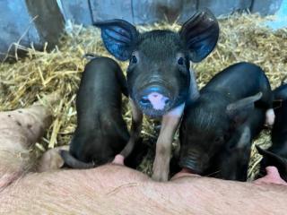 Berkshire Angler Sattelschwein Ferkel Schwäbisch Hällisch BIO