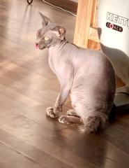 Sphynx Blue