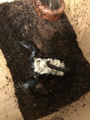 Skorpion heterometrus laoticus