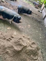 3 Minischweine abzugeben