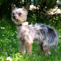 YORKI GIZMO - männlich 15 Jahre 20 cm 1 kg Mini Yorkshire-Terrier Gechipt Nicht kastriert