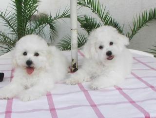 Bichon frise Welpen zu verkaufe