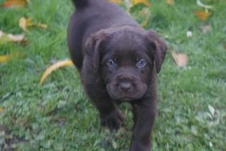 LABRADOR RETRIEVER MIT PAPIEREN