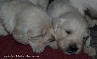 GOLDEN RETRIEVER WELPEN