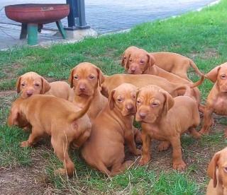 Magyar Vizsla Welpen