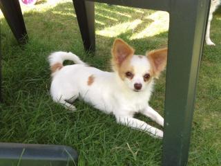 Süße, reinrassige Chihuahua Junghündin, 6 Monate, weiß-rot