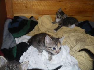 3 Süpersüße Katzenbabys zum 14. 07. 11 in liebevolles Zuhause abzugeben