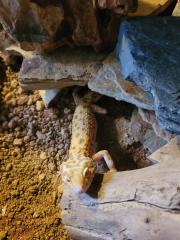 Verkaufe 2 Leopardgeckos