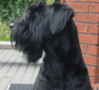 Riesenschnauzer