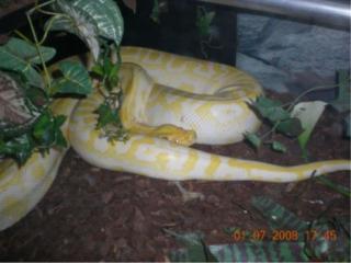 Verkaufe große Albino Tigerpython 1. 0 / 8Jahre alt