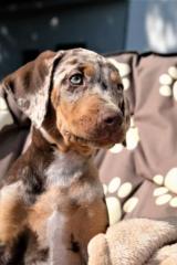Louisiana Leopard dog - Catahoula
