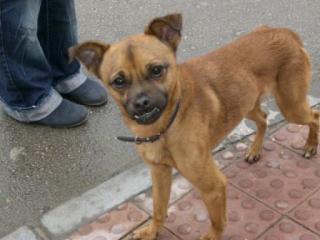Kleiner Coco sucht seine Familie