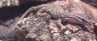 Abzugeben Varanus acanthurus NZ September 2021