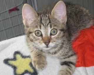 Katzenbaby in liebevolle hände abzugeben