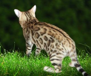 Bengalkatzen, Bengalkatze