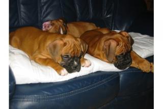 Entwurmt Boxer Welpen