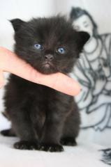 Maine-Coon Kitten aus einmaliger Verpaarung.