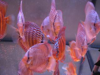 Parasitenfreie diskus