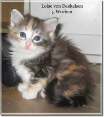 Norwegische Waldkatzenbaby s