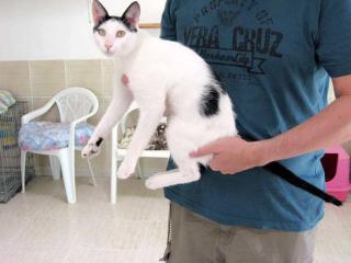 Kleiner Kater Pararos 4, ganz großer Schmuser