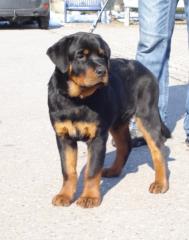 Rottweilerwelpen von La Suerte