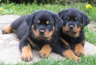 Zwei Rottweiler Welpen reinrassig
