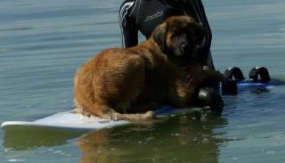 Liebe Leonbergerhündin sucht Traumleonberger