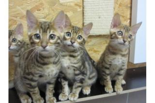 Reinrassigen Bengal katzen 200Euro