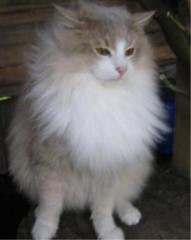 Deckkater in Amber/tabby/ticked/white