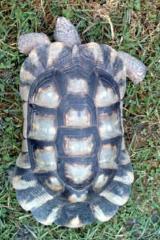 Breitrandschildkröte, männlich