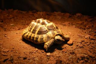 Griechische Landschildkröte 6 Jahre männlich