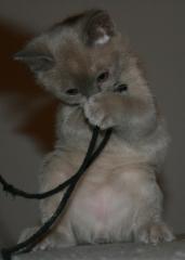 Biete 3 süß3 BURMA BURMESEN KITTTEN geb 20. 9. 09