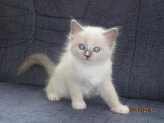 RAGDOLL MIEZEN