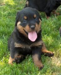 Rottweiler-Welpen