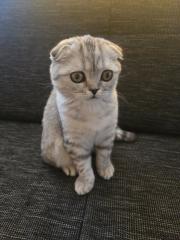 Britisch scottish Katze
