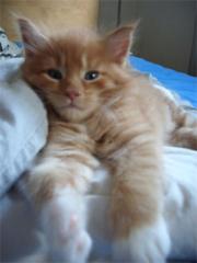 Maine Coon of Uranustigers. com