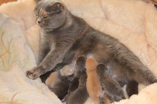 Britisch Kurzhaar Babys mit stammbaum Katzenzucht Polen