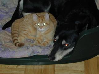 Suche Birma Katerchen