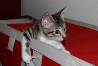 Süßer kleiner Mai-Kater sucht liebevolles zu Hause