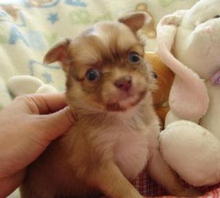 3 schöne Chihuahua Welpen 8 Wochen alt.