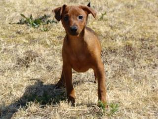 Rehpinscher Welpe 3 Monate mit Papieren