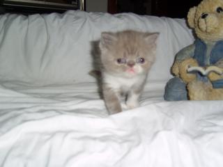 Exotic Shorthair