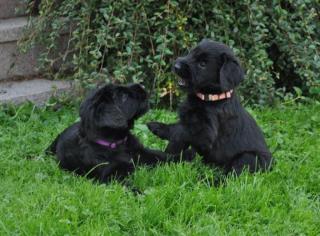 Riesenschnauzer schwarz