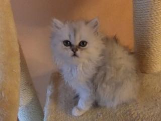 Perserkatzen Babys